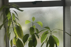 My Avocado Plants in the Bathroom Window