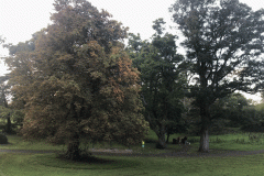 Autumn Trees in Balally Park